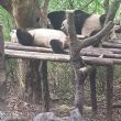 Visit to Panda Bears